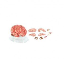 Modelo Cerebro Rosa con Arterias. Modelo CVQ7007 - Envío Gratuito
